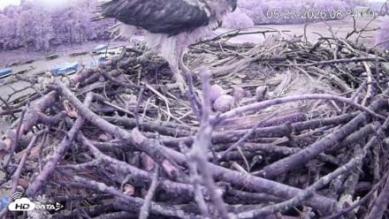 Pleasant Hill Lake Ospreys Live Nest Webcam - May 23, 2026, 8:35am EDT