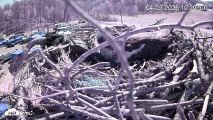 Pleasant Hill Lake Ospreys Live Nest Webcam - Apr 22, 2026, 10:29am EDT
