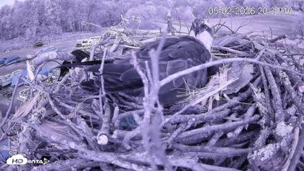 Pleasant Hill Lake Ospreys Live Nest Webcam - May 2, 2026, 8:31pm EDT