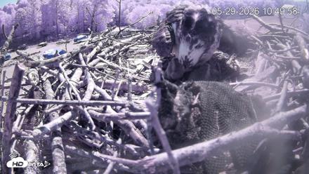 Pleasant Hill Lake Ospreys Live Nest Webcam - May 29, 2026, 10:50am EDT