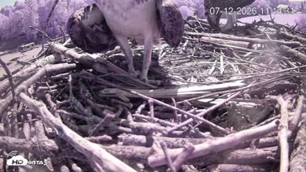 Pleasant Hill Lake Ospreys Live Nest Webcam - Jul 12, 2026, 11:15am EDT