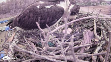 Pleasant Hill Lake Ospreys Live Nest Webcam - Apr 28, 2026, 7:40am EDT