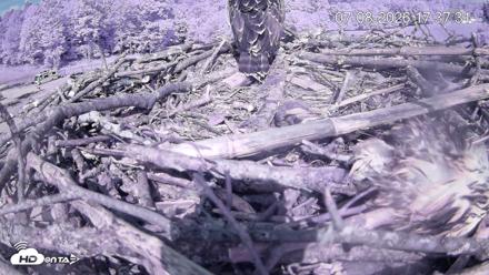 Pleasant Hill Lake Ospreys Live Nest Webcam - Jul 8, 2026, 5:38pm EDT