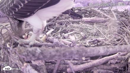 Pleasant Hill Lake Ospreys Live Nest Webcam - Jul 22, 2026, 9:12am EDT