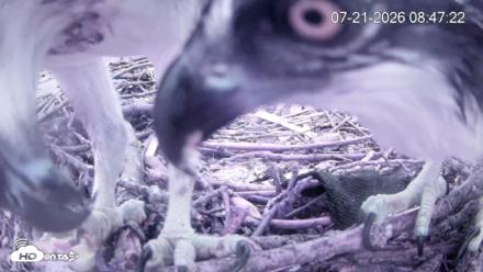 Pleasant Hill Lake Ospreys Live Nest Webcam - Jul 21, 2026, 8:47am EDT