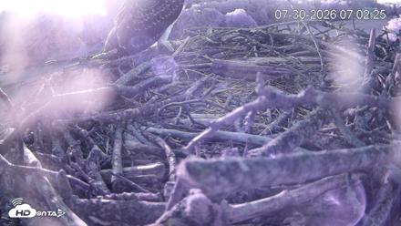 Pleasant Hill Lake Ospreys Live Nest Webcam - Jul 30, 2026, 7:02am EDT