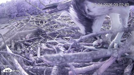 Pleasant Hill Lake Ospreys Live Nest Webcam - Jul 24, 2026, 9:02am EDT
