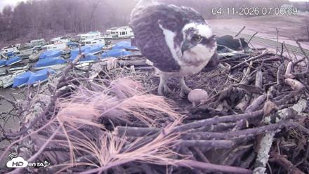 Pleasant Hill Lake Ospreys Live Nest Webcam - Apr 11, 2026, 7:01am EDT