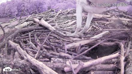 Pleasant Hill Lake Ospreys Live Nest Webcam - Jul 12, 2026, 1:44pm EDT