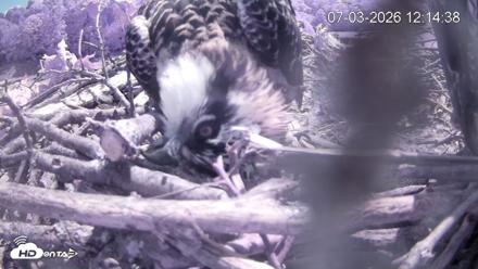 Pleasant Hill Lake Ospreys Live Nest Webcam - Jul 3, 2026, 12:14pm EDT