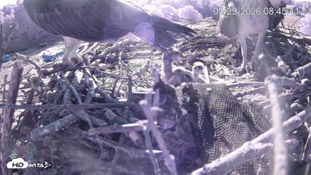 Pleasant Hill Lake Ospreys Live Nest Webcam - May 29, 2026, 8:45am EDT