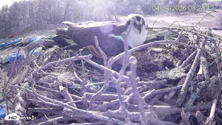 Pleasant Hill Lake Ospreys Live Nest Webcam - Apr 24, 2026, 8:28am EDT