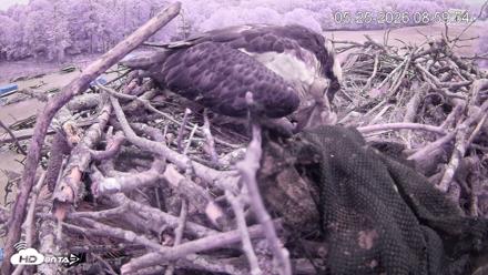 Pleasant Hill Lake Ospreys Live Nest Webcam - May 25, 2026, 9:00am EDT