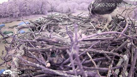 Pleasant Hill Lake Ospreys Live Nest Webcam - May 20, 2026, 10:22am EDT