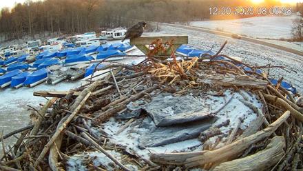 Pleasant Hill Lake Ospreys Live Nest Webcam - Dec 20, 2025, 8:06am EST