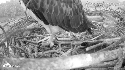 Pleasant Hill Lake Ospreys Live Nest Webcam - Jul 17, 2026, 6:51am EDT