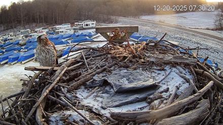 Pleasant Hill Lake Ospreys Live Nest Webcam - Dec 20, 2025, 7:30am EST