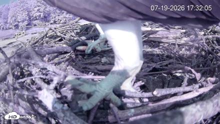 Pleasant Hill Lake Ospreys Live Nest Webcam - Jul 19, 2026, 5:32pm EDT