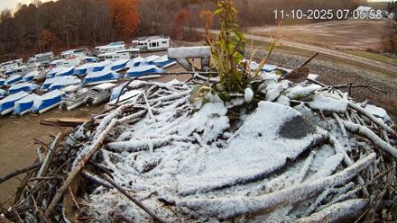 Pleasant Hill Lake Ospreys Live Nest Webcam - Nov 10, 2025, 7:05am EST