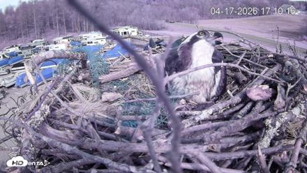 Pleasant Hill Lake Ospreys Live Nest Webcam - Apr 17, 2026, 5:10pm EDT
