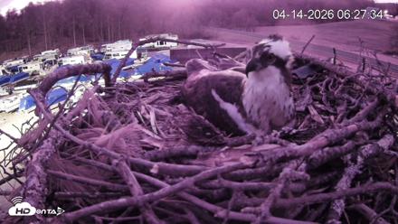 Pleasant Hill Lake Ospreys Live Nest Webcam - Apr 14, 2026, 6:28am EDT