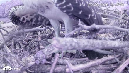 Pleasant Hill Lake Ospreys Live Nest Webcam - Jul 29, 2026, 4:06pm EDT