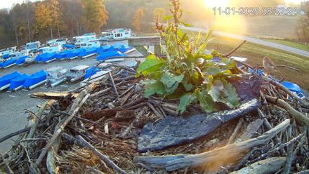 Pleasant Hill Lake Ospreys Live Nest Webcam - Nov 1, 2025, 8:22am EDT