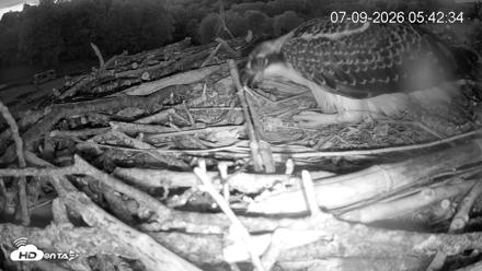Pleasant Hill Lake Ospreys Live Nest Webcam - Jul 9, 2026, 5:43am EDT