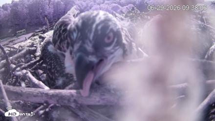 Pleasant Hill Lake Ospreys Live Nest Webcam - Jun 29, 2026, 9:38am EDT
