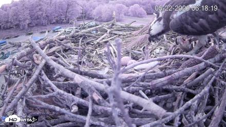 Pleasant Hill Lake Ospreys Live Nest Webcam - May 22, 2026, 6:18am EDT