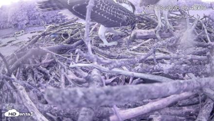 Pleasant Hill Lake Ospreys Live Nest Webcam - Jul 23, 2026, 6:46am EDT
