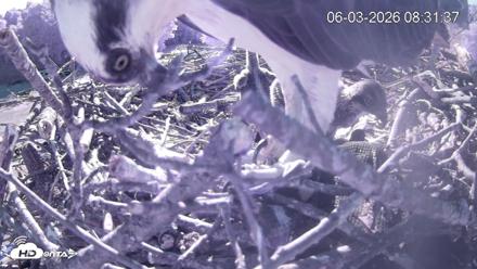 Pleasant Hill Lake Ospreys Live Nest Webcam - Jun 3, 2026, 8:31am EDT