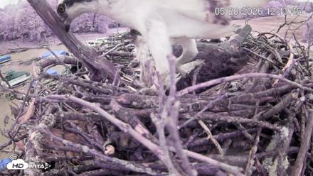Pleasant Hill Lake Ospreys Live Nest Webcam - May 20, 2026, 12:13pm EDT