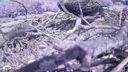 Pleasant Hill Lake Ospreys Live Nest Webcam - Jul 29, 2026, 3:43pm EDT