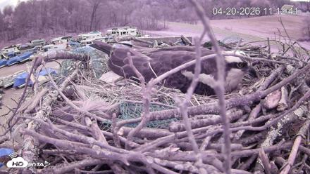 Pleasant Hill Lake Ospreys Live Nest Webcam - Apr 20, 2026, 11:13am EDT