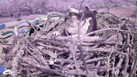 Pleasant Hill Lake Ospreys Live Nest Webcam - May 15, 2026, 4:20pm EDT
