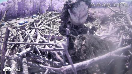 Pleasant Hill Lake Ospreys Live Nest Webcam - May 29, 2026, 10:50am EDT