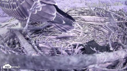 Pleasant Hill Lake Ospreys Live Nest Webcam - Jul 20, 2026, 5:42pm EDT