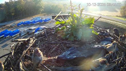 Pleasant Hill Lake Ospreys Live Nest Webcam - Oct 12, 2025, 8:45am EDT