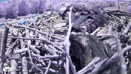 Pleasant Hill Lake Ospreys Live Nest Webcam - May 28, 2026, 1:15pm EDT