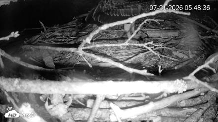 Pleasant Hill Lake Ospreys Live Nest Webcam - Jul 21, 2026, 5:48am EDT
