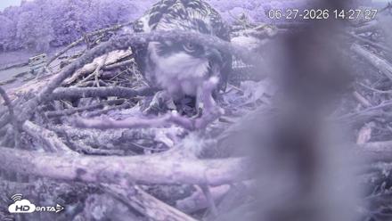 Pleasant Hill Lake Ospreys Live Nest Webcam - Jun 27, 2026, 2:27pm EDT