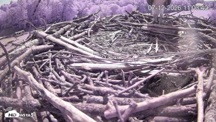 Pleasant Hill Lake Ospreys Live Nest Webcam - Jul 12, 2026, 11:04am EDT