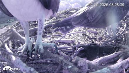 Pleasant Hill Lake Ospreys Live Nest Webcam - Jul 20, 2026, 8:28am EDT