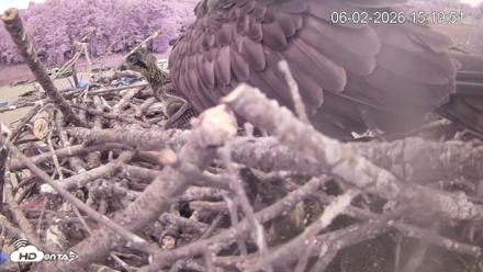 Pleasant Hill Lake Ospreys Live Nest Webcam - Jun 2, 2026, 3:19pm EDT