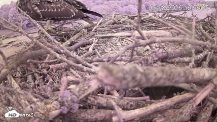 Pleasant Hill Lake Ospreys Live Nest Webcam - Jul 28, 2026, 4:55pm EDT