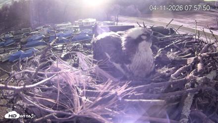 Pleasant Hill Lake Ospreys Live Nest Webcam - Apr 11, 2026, 7:58am EDT