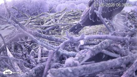 Pleasant Hill Lake Ospreys Live Nest Webcam - Jul 26, 2026, 6:36am EDT