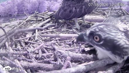Pleasant Hill Lake Ospreys Live Nest Webcam - Jul 18, 2026, 12:25pm EDT