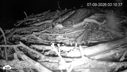 Pleasant Hill Lake Ospreys Live Nest Webcam - Jul 9, 2026, 3:12am EDT